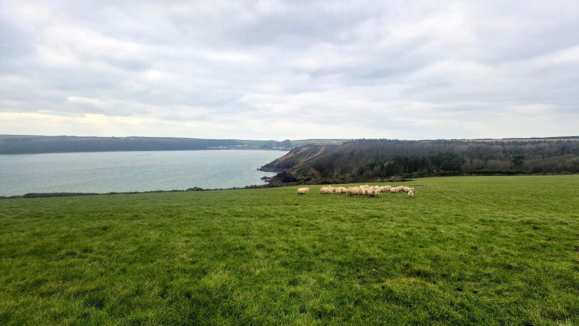 Coast Path Camping Saint Ishmaels  Exteriör bild